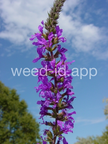 loosestrife, purple